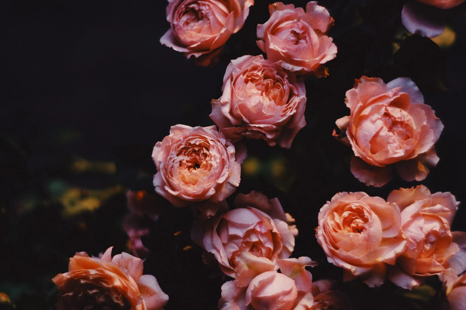 Pink and coral roses emerging from a dark background.