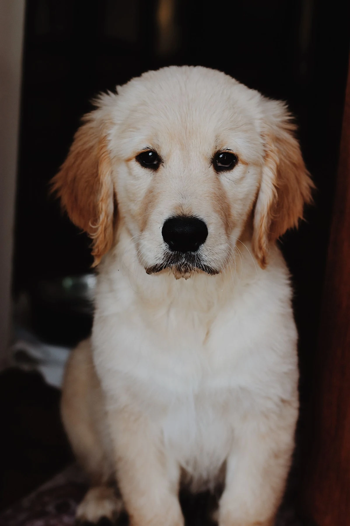 Front-facing golden retriever puppy with both eyes, ears, muzzle and pale fur clearly visible.