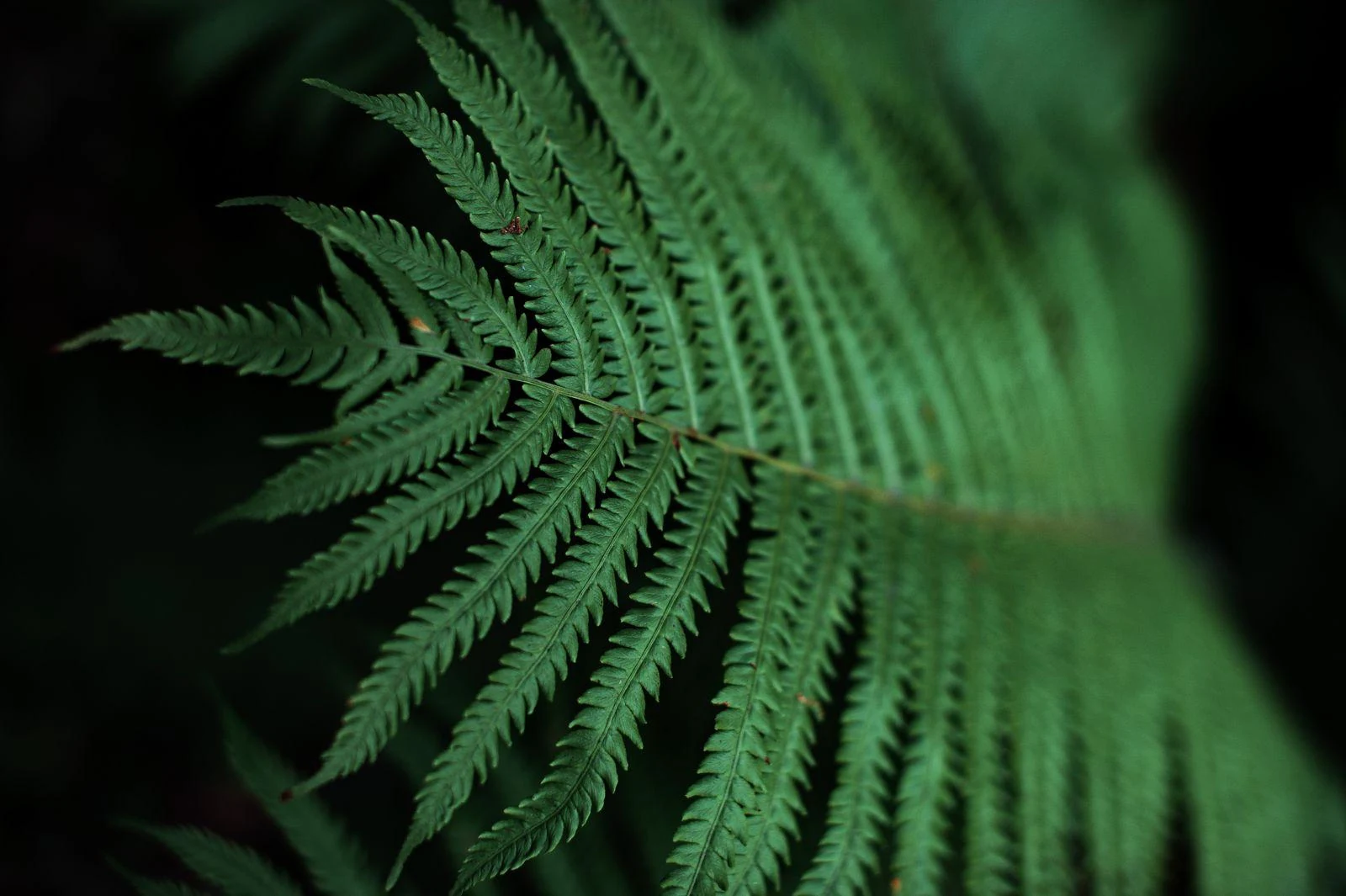 A sharply detailed green fern frond against darker foliage, a botanical subject for a nature lover.